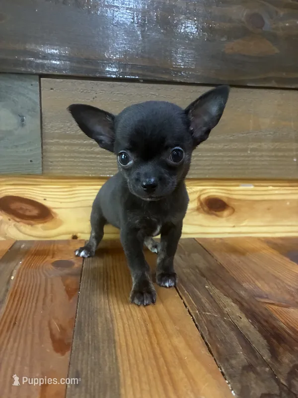 Pebble  – Chihuahua puppy for sale in Honea Path, SC