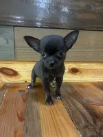 Pebble , a male Chihuahua for sale in Honea Path, SC – 1 of 4