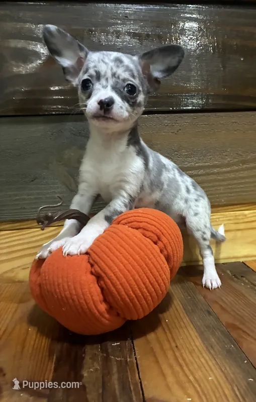 Harley – Chihuahua puppy for sale in Honea Path, SC