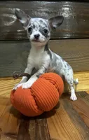 Harley, a female Chihuahua for sale in Honea Path, SC – 1 of 4