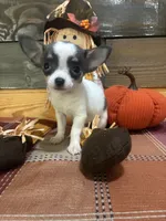 Little lady bug, a female Chihuahua for sale in Honea Path, SC – 5 of 6
