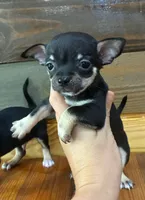 Tucker , a male Chihuahua for sale in Honea Path, SC – 3 of 4