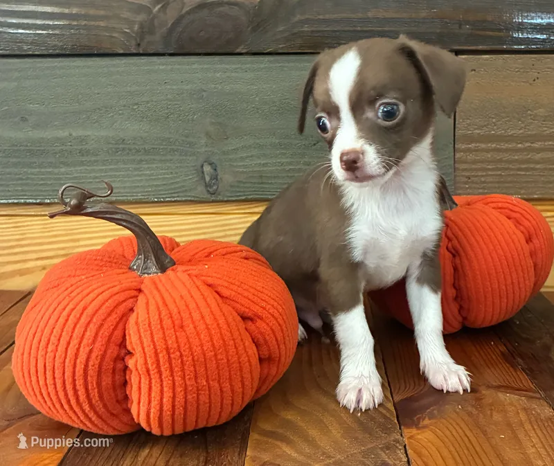 Java – Chihuahua puppy for sale in Honea Path, SC