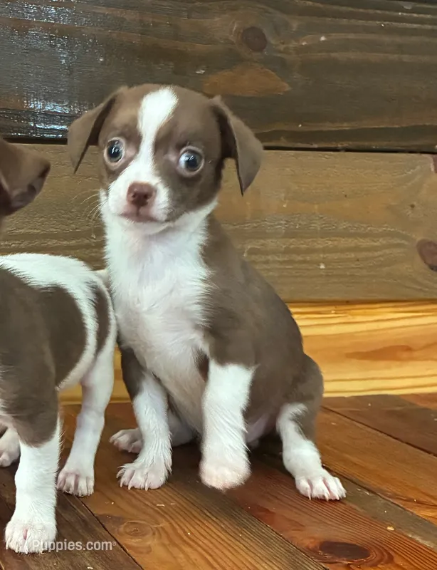 Java – Chihuahua puppy for sale in Honea Path, SC