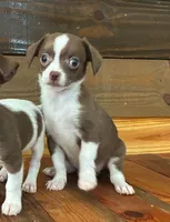 Java, a male Chihuahua for sale in Honea Path, SC – 2 of 8