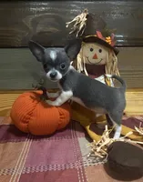 Koda blue , a male Chihuahua for sale in Honea Path, SC – 1 of 4