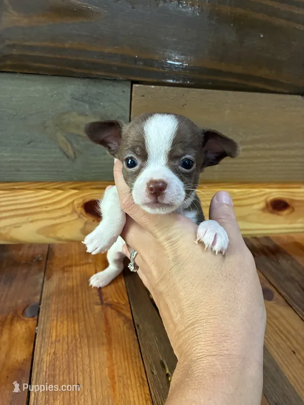 Mocha – Chihuahua puppy for sale in Honea Path, SC