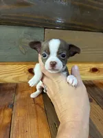Mocha, a male Chihuahua for sale in Honea Path, SC – 1 of 3