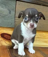 Reesie, a male Chihuahua for sale in Honea Path, SC – 1 of 4