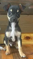 Charlie , a male Chihuahua for sale in Honea Path, SC – Photo 1 of 2