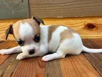 Dasiy, a female Chihuahua for sale in Honea Path, SC – 2 of 3