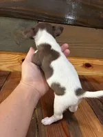 Mocha, a male Chihuahua for sale in Honea Path, SC – 3 of 3