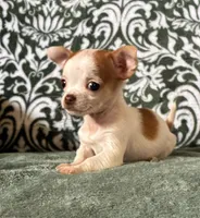 Tiny  Paisley, a female Chihuahua for sale in Honea Path, SC – Photo 4 of 9