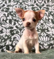 Tiny  Paisley, a female Chihuahua for sale in Honea Path, SC – Photo 6 of 9