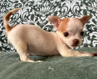 Tiny  Paisley, a female Chihuahua for sale in Honea Path, SC – Photo 1 of 9