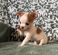 Tiny  Paisley, a female Chihuahua for sale in Honea Path, SC – Photo 8 of 9
