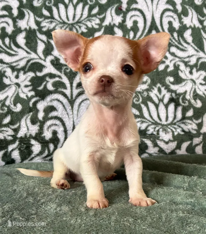 Tiny  Paisley – Chihuahua puppy for sale in Honea Path, SC