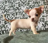Tiny  Paisley, a female Chihuahua for sale in Honea Path, SC – Photo 5 of 9