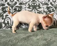 Tiny  Paisley, a female Chihuahua for sale in Honea Path, SC – Photo 7 of 9