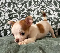 Tiny  Paisley, a female Chihuahua for sale in Honea Path, SC – Photo 3 of 9