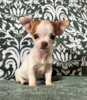 Tiny  Paisley, a female Chihuahua for sale in Honea Path, SC – Photo 9 of 9