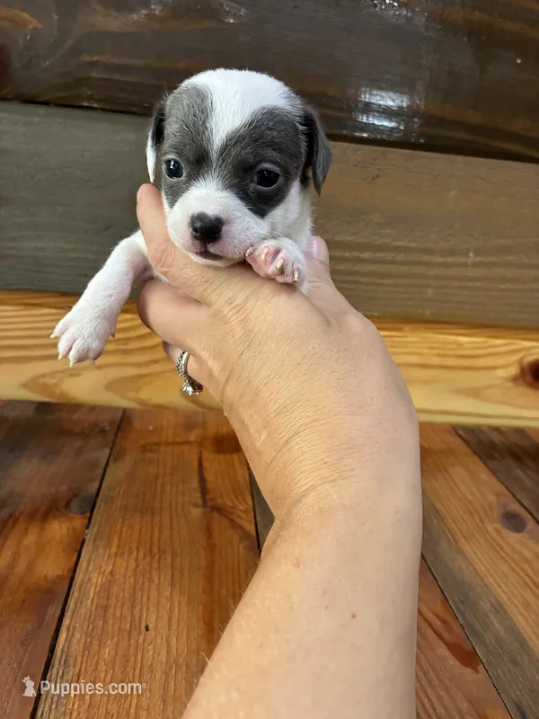Blue spot – Chihuahua puppy for sale in Honea Path, SC