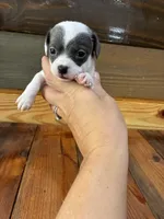 Blue spot, a male Chihuahua for sale in Honea Path, SC – 1 of 3