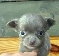 Lavender Jewel 💎 , a female Chihuahua for sale in Honea Path, SC – 2 of 5