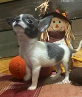 Blue spot , a male Chihuahua for sale in Honea Path, SC – 2 of 4