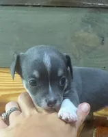 Blue Lilly bell , a female Chihuahua for sale in Honea Path, SC – 2 of 4