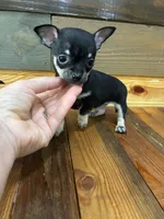 Tucker , a male Chihuahua for sale in Honea Path, SC – 4 of 4