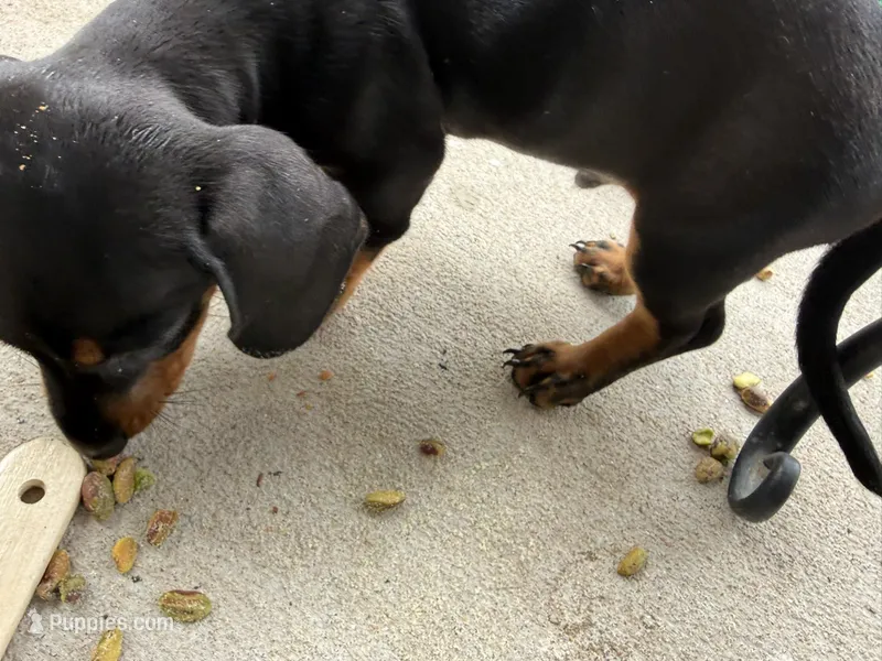 R2 – Miniature Dachshund puppy for sale in Austin, TX