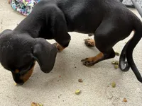 R2, a male Miniature Dachshund for sale in Austin, TX – 5 of 5
