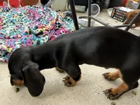 R2, a male Miniature Dachshund for sale in Austin, TX – 4 of 5