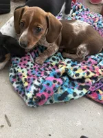 S2, a female Miniature Dachshund for sale in Austin, TX – 4 of 6