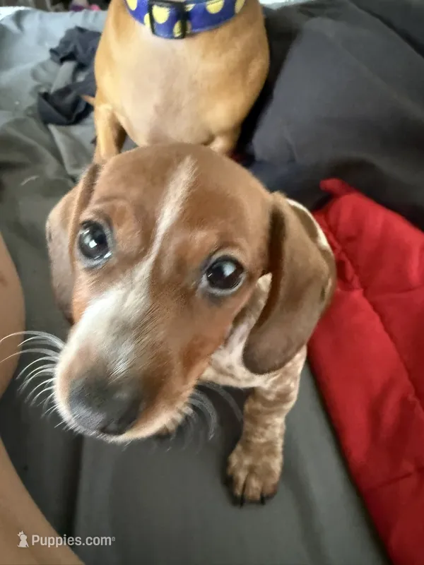 S2 – Miniature Dachshund puppy for sale in Austin, TX