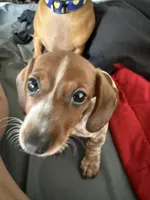 S2, a female Miniature Dachshund for sale in Austin, TX – 1 of 6
