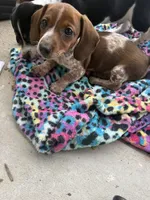 S2, a female Miniature Dachshund for sale in Austin, TX – 5 of 6
