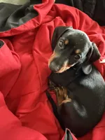 R2, a male Miniature Dachshund for sale in Austin, TX – 2 of 5