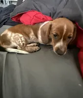 S2, a female Miniature Dachshund for sale in Austin, TX – 3 of 6