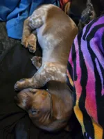 S2, a female Miniature Dachshund for sale in Austin, TX – 6 of 6