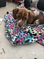S2, a female Miniature Dachshund for sale in Austin, TX – 2 of 6