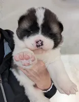 processed/0b6e22bd-e856-4bfc-8479-0c2fcfdc0938/listing/f4ffebbb-42e1-4729-92d3-cca8caa0631a/39cd3949-abfa-40cc-83a3-ae896e122a8b