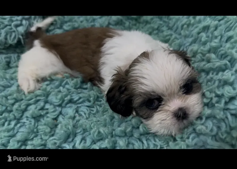 Cookie – Shih Tzu puppy for sale in Augusta, GA