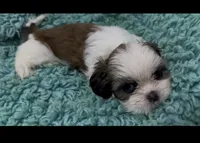 Cookie, a female Shih Tzu for sale in Augusta, GA – 1 of 4
