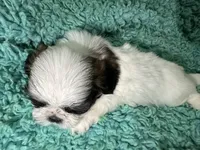 Kong, a male Shih Tzu for sale in Augusta, GA – 4 of 8