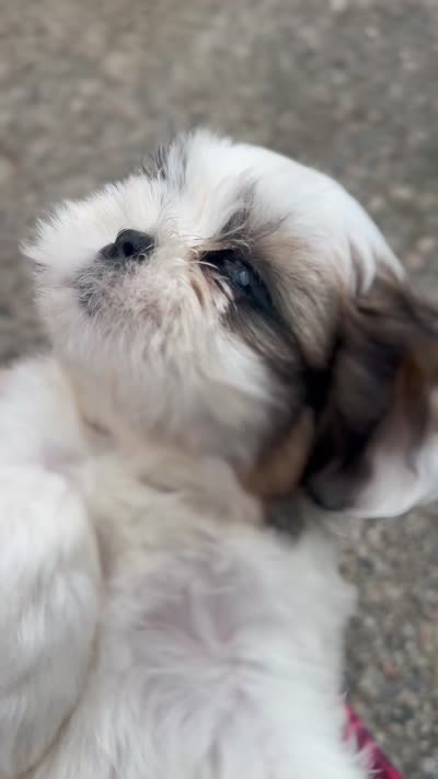 Donut, a female Shih Tzu for sale in Augusta, GA – 5 of 5
