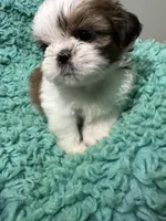 Chippy, a female Shih Tzu for sale in Augusta, GA – 1 of 3