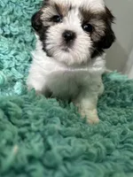 King , a male Shih Tzu for sale in Augusta, GA – 1 of 2