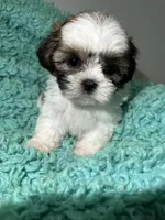 Kong, a male Shih Tzu for sale in Augusta, GA – 8 of 8